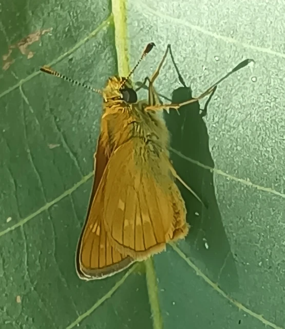 Ochlodes sylvanus - erdei busalepke