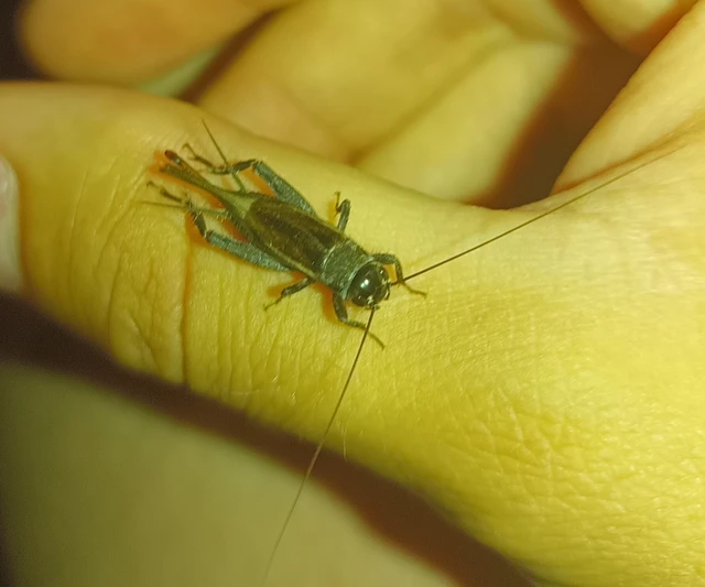 Eumodicogryllus bordigalensis - bordói tücsök
