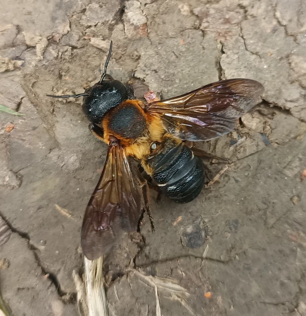 Megachile sculpturalis - óriás művészméh