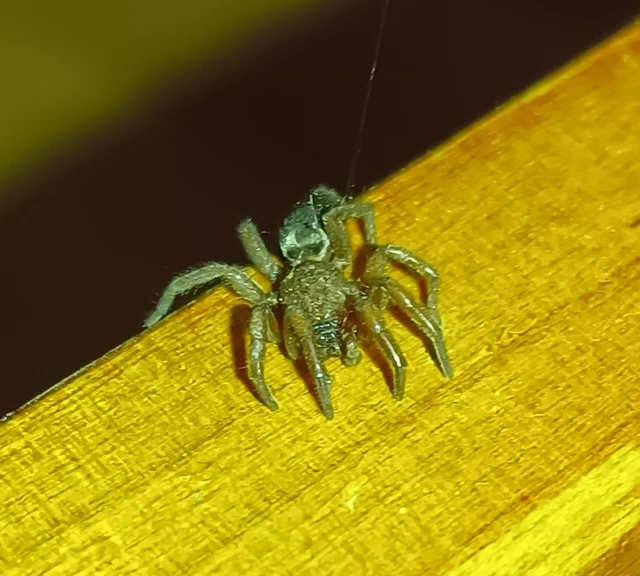 Gnaphosidae - kövipókok
