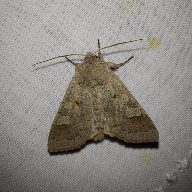Ammoconia caecimacula - szürke őszibagoly