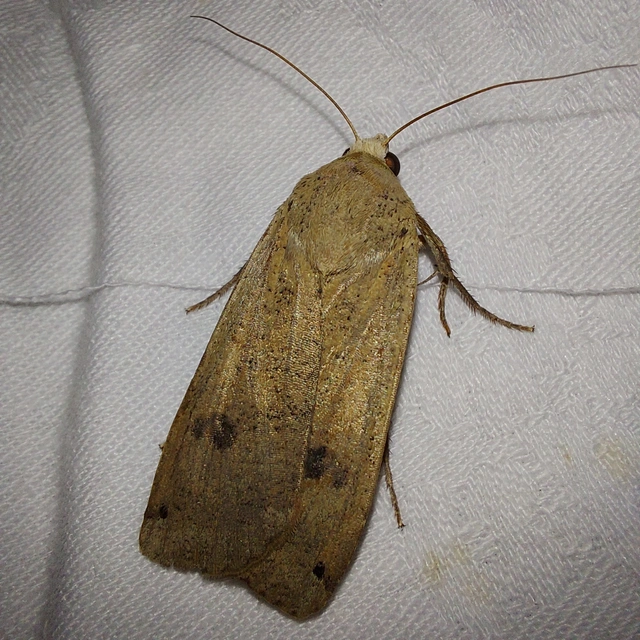 Noctua pronuba - nagy sárgafűbagoly