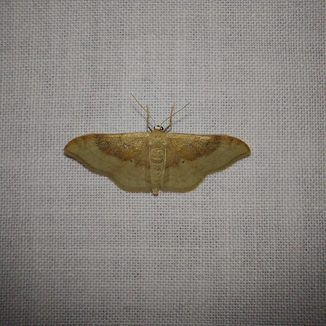 Idaea degeneraria - barnasávos araszoló