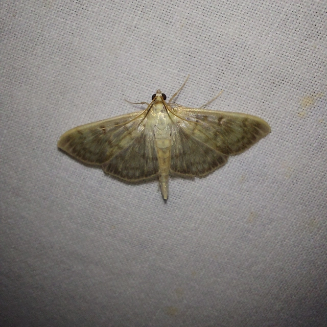 Patania ruralis - csalánevő tűzmoly
