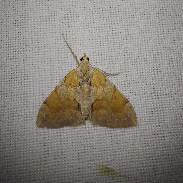 Pennithera firmata - sárgásvörös fenyőaraszoló
