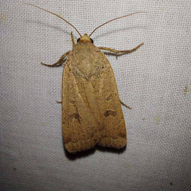 Noctua comes - kis sárgafűbagoly