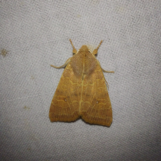 Sunira circellaris - okkersárga őszibagoly Sunira circellaris - okkersárga őszibagoly