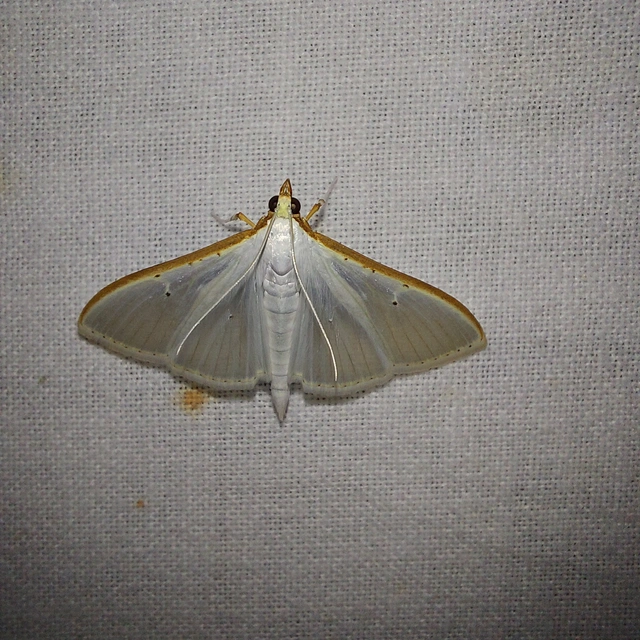 Palpita vitrealis - hófehér tűzmoly