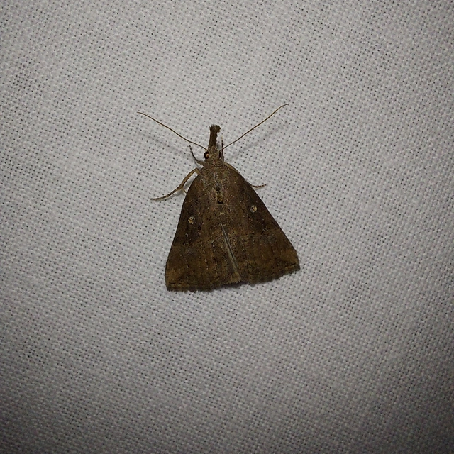 Hypena rostralis - közönséges karcsúbagoly