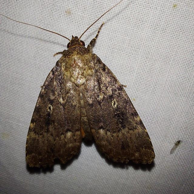 Amphipyra berbera/pyramidea
