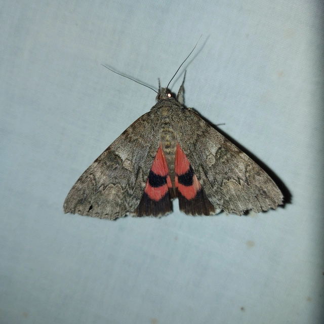 Catocala nupta - piros övesbagoly