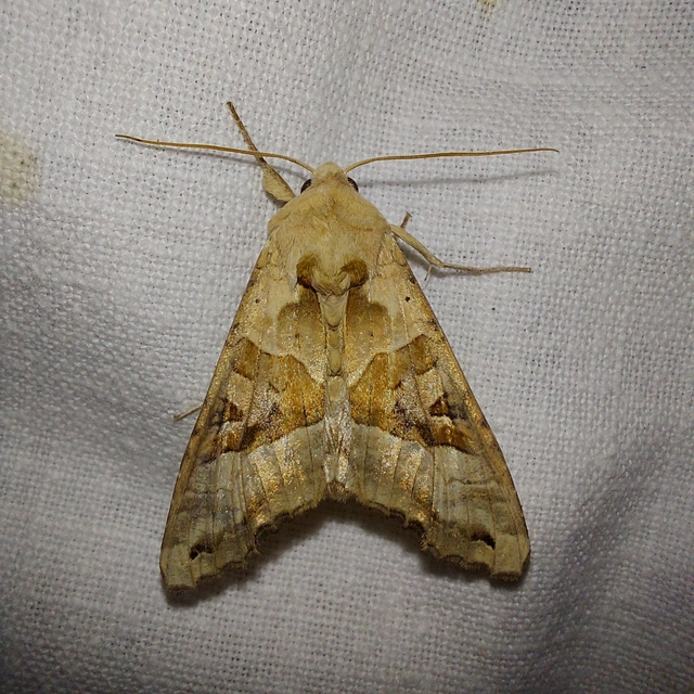 Phlogophora meticulosa - vándorló csipkésbagoly