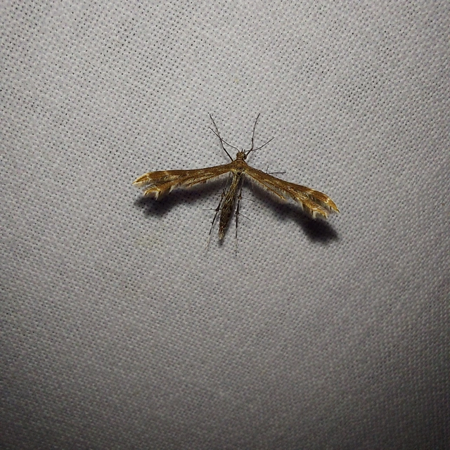 Pterophoridae - tollasmolyfélék