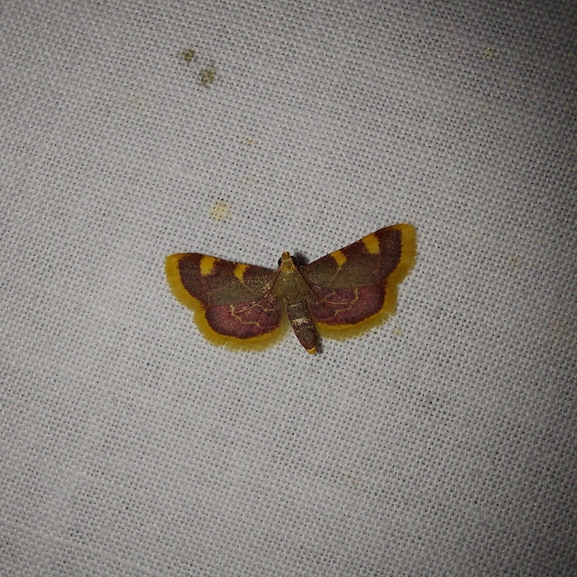 Hypsopygia costalis - szénailonca