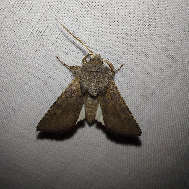 Aporophyla lutulenta - sziki őszibagoly