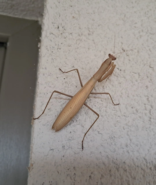 Mantis religiosa - imádkozósáska