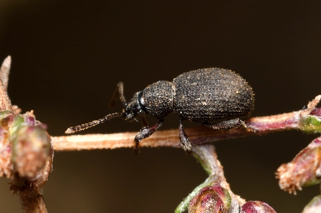 Otiorhynchus hystrix - sörtés gyalogormányos