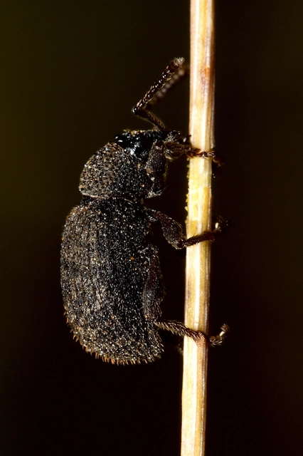 Otiorhynchus hystrix - sörtés gyalogormányos