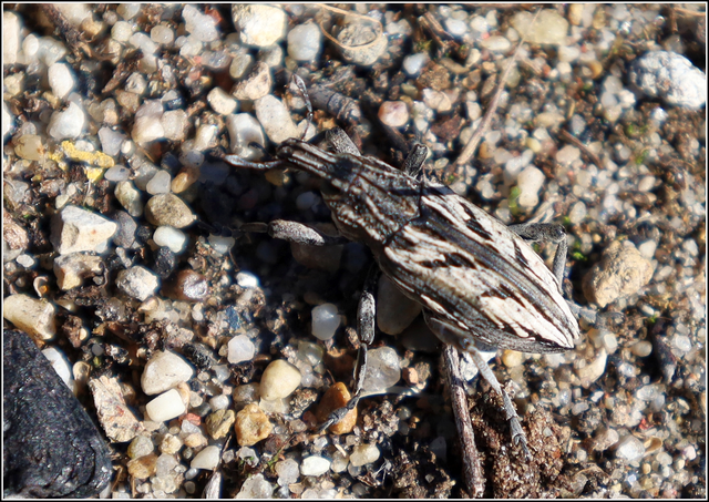 Coniocleonus nigrosuturatus - nyíljegyes barkó