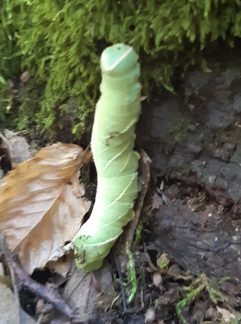 Marumba quercus - tölgyfaszender