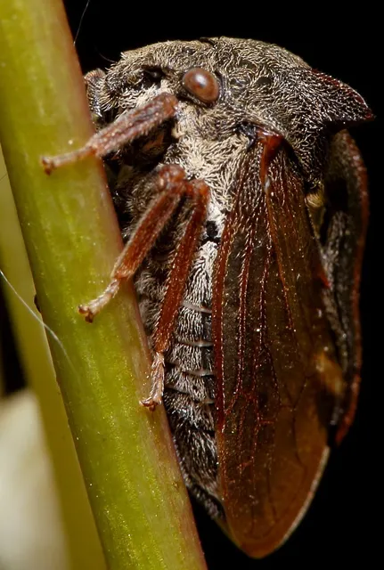 Centrotus cornutus - szarvaskabóca