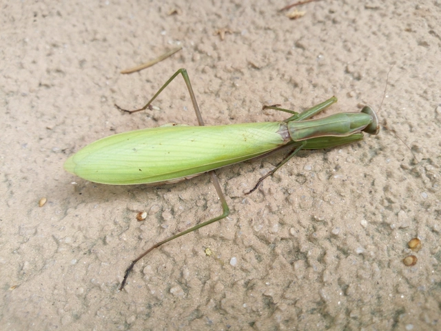 Mantis religiosa - imádkozósáska