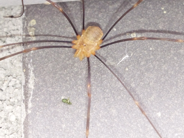 Opiliones - Kaszáspókok