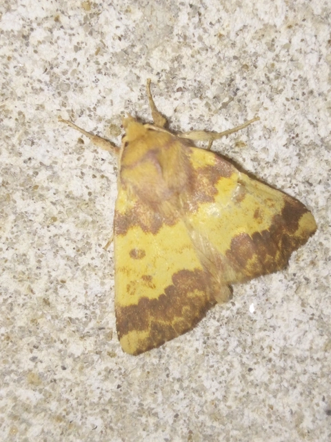Tiliacea aurago - aranyló sárgabagoly