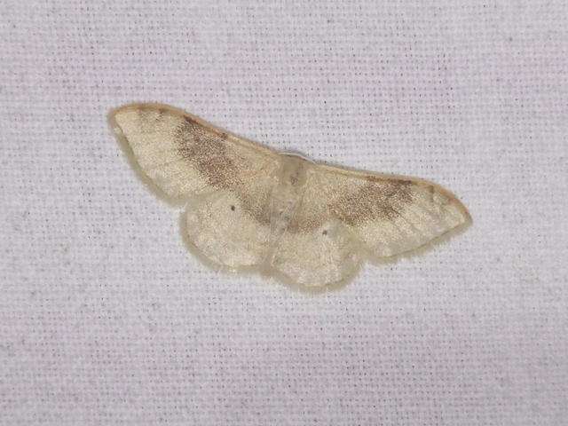 Idaea degeneraria - barnasávos araszoló