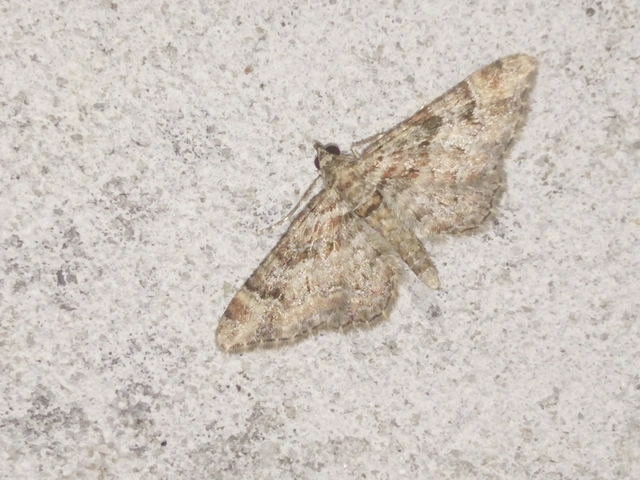 Gymnoscelis rufifasciata - vöröscsíkos törpearaszoló