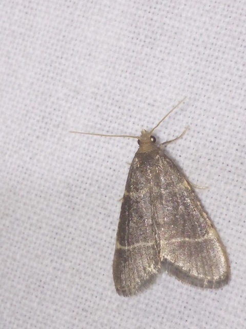 Hypsopygia glaucinalis - rezes fényilonca