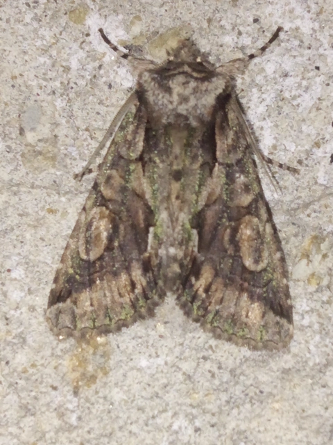 Allophyes oxyacanthae - galagonyabagoly