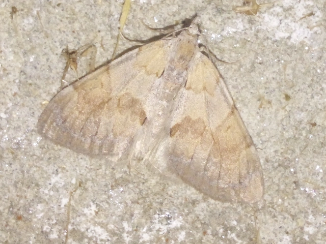 Pennithera firmata - sárgásvörös fenyőaraszoló
