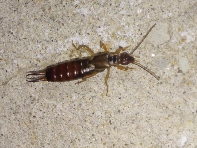 Forficula auricularia - közönséges fülbemászó