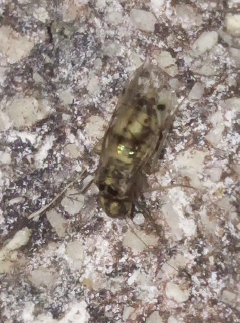 Psocoptera - Fürgetetvek