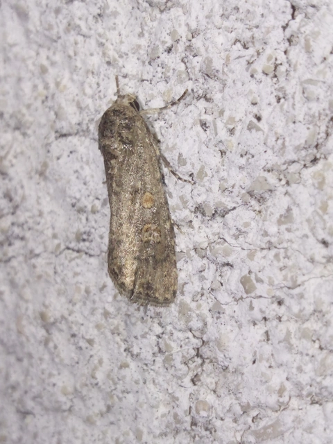 Spodoptera exigua - apró jegyesbagoly