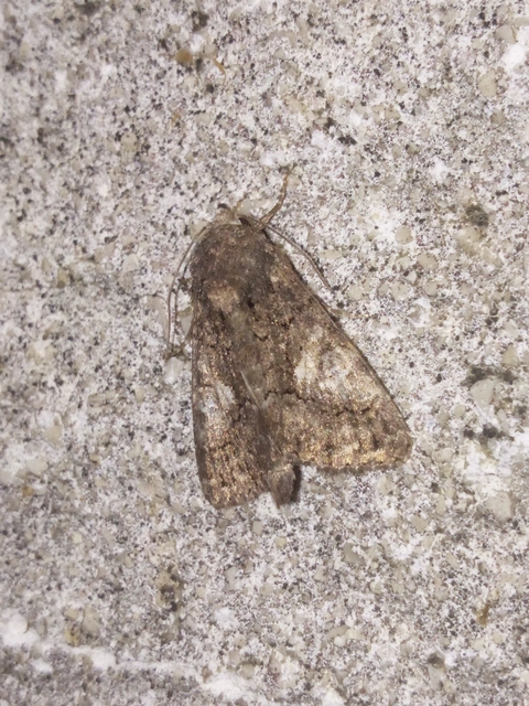 Anophia leucomelas - déli folyófűbagoly