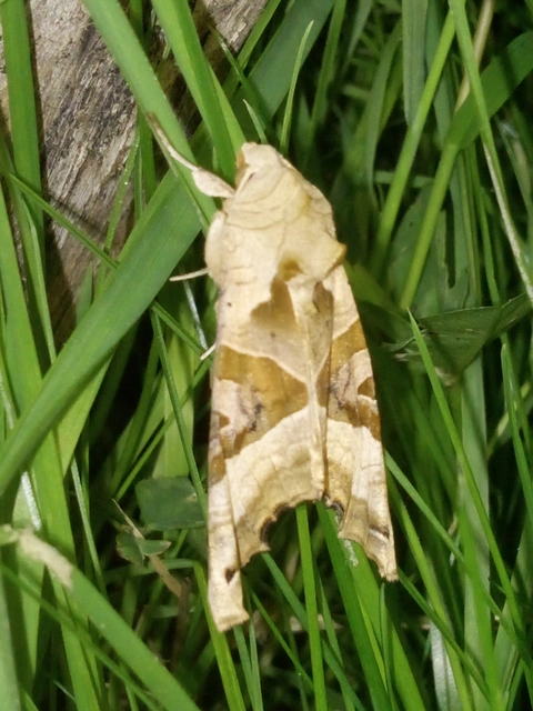 Phlogophora meticulosa - vándorló csipkésbagoly