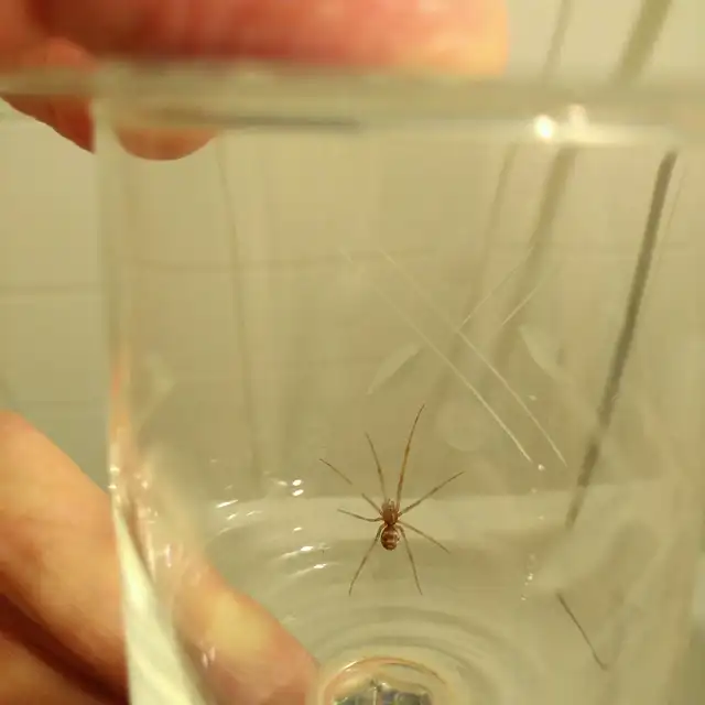 Steatoda grossa - nagy faggyúpók