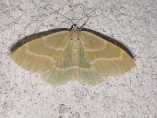 Hylaea fasciaria - erdeifenyő-sávosaraszoló