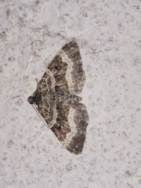 Epirrhoe alternata - galaj-tarkaaraszoló