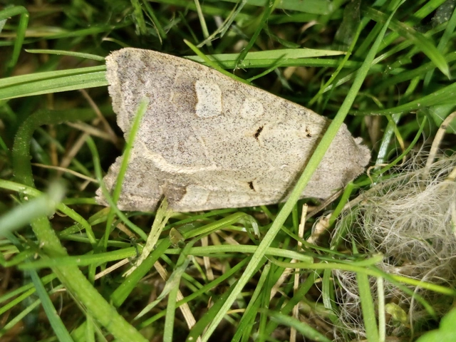 Ammoconia caecimacula - szürke őszibagoly