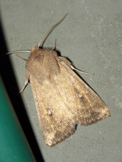 Mythimna albipuncta - fehérpettyes rétibagoly