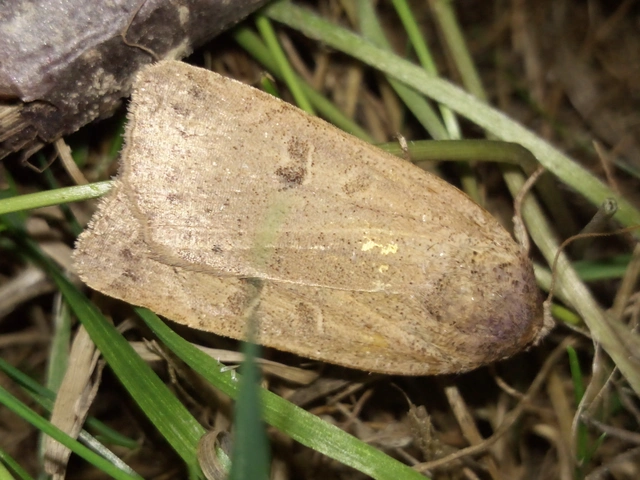 Noctua comes - kis sárgafűbagoly