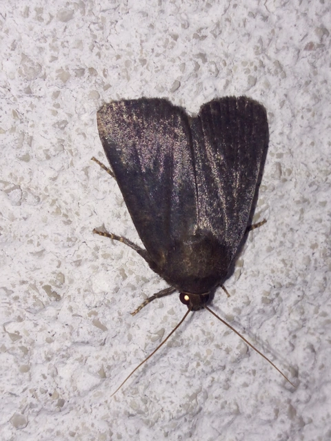 Amphipyra livida - zsírfényű bagoly