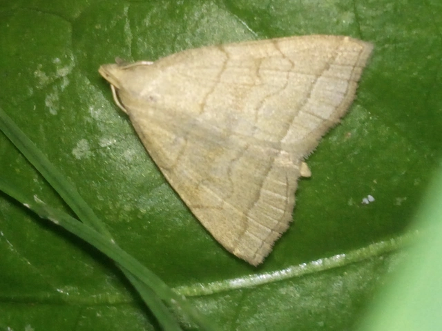 Herminia tarsicrinalis - szőröslábú karcsúbagoly