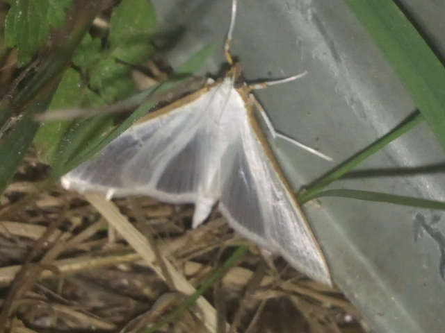 Palpita vitrealis - hófehér tűzmoly