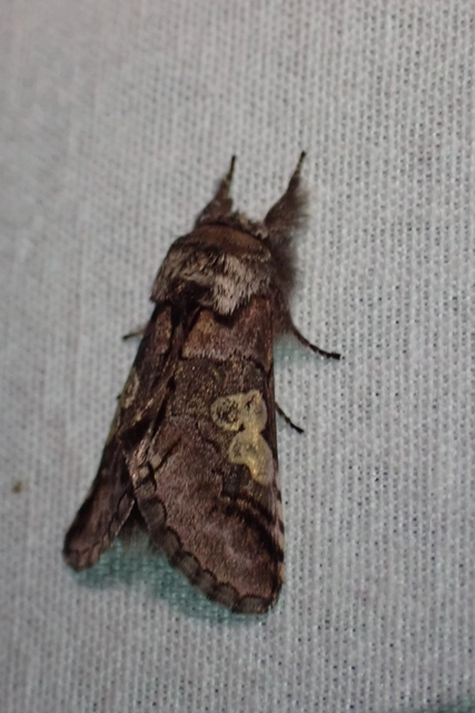 Diloba caeruleocephala - őszi kékesbagoly