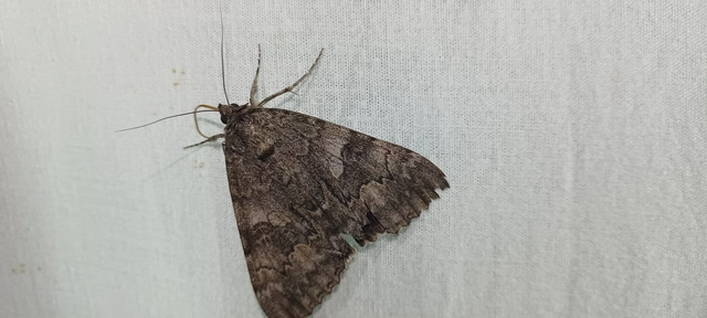Catocala nupta - piros övesbagoly
