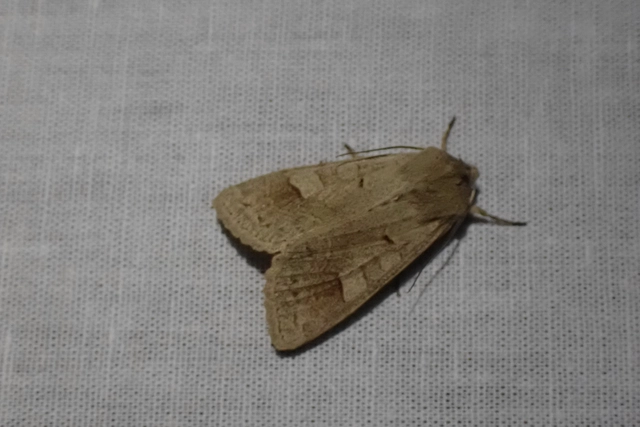Ammoconia caecimacula - szürke őszibagoly